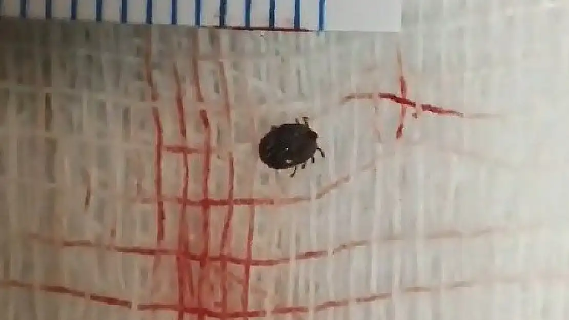 Bitlis'te gözü ağrıyan kız çocuğunun gözünden canlı kene çıktı