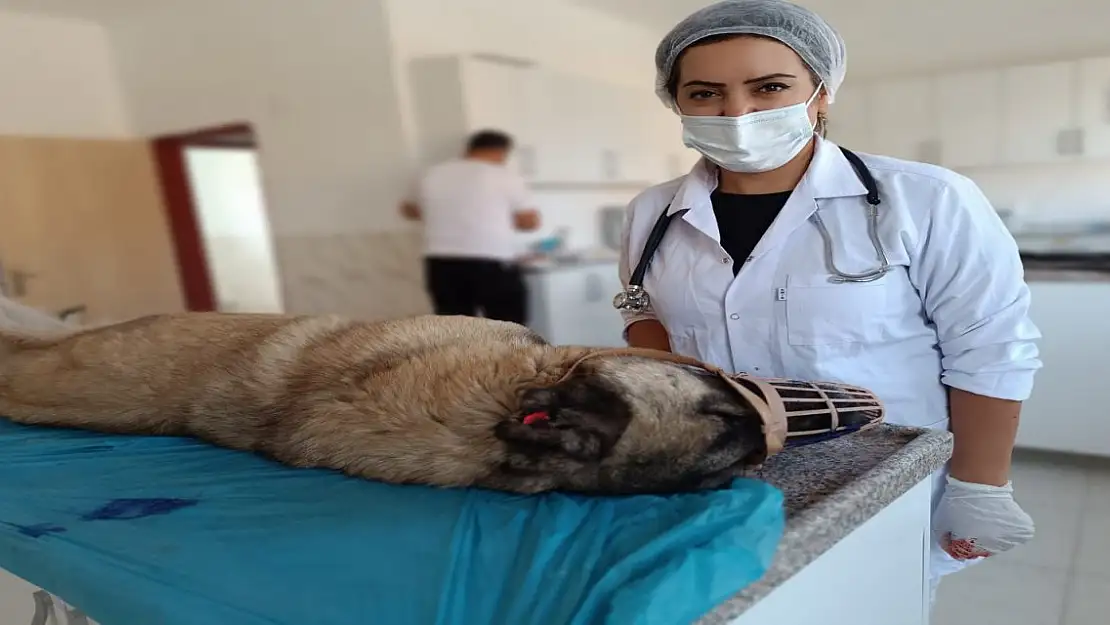 Ağrı'da Sahipsiz Can Dostlar Emin Ellerde