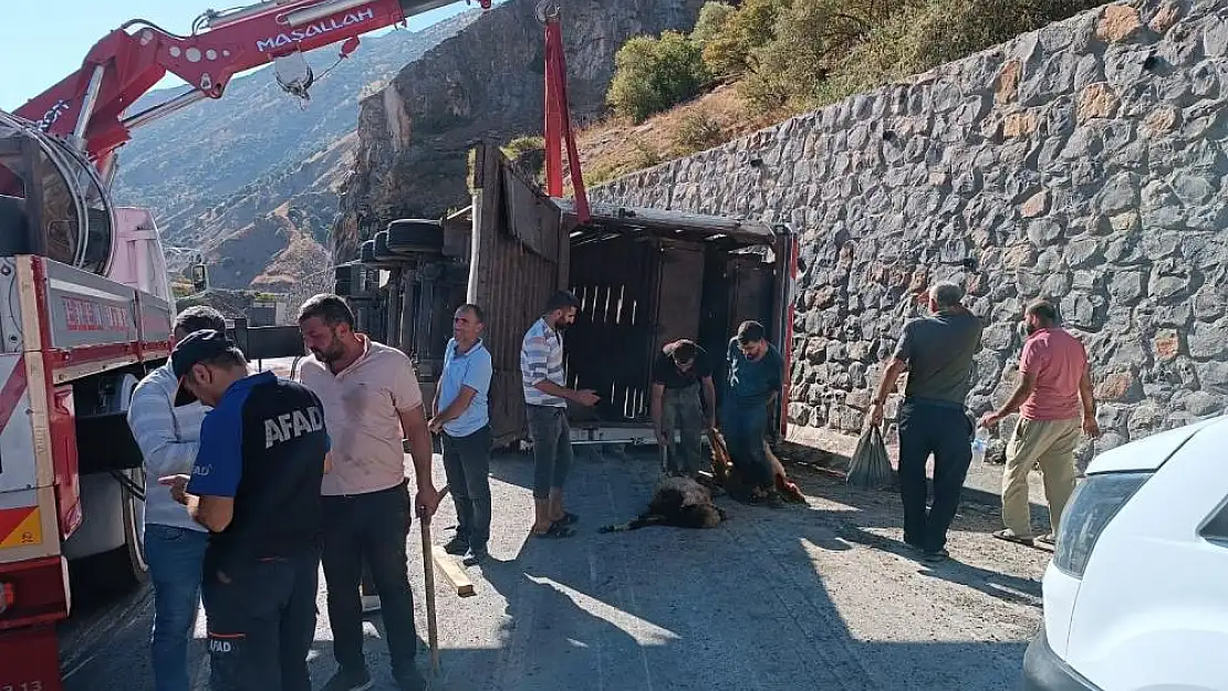 Bitlis'te küçükbaş hayvanları taşıyan tır devrildi: Onlarca hayvan telef oldu