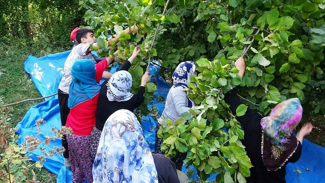 Van'da yetişmez  denilen fındığın hasadına başlandı