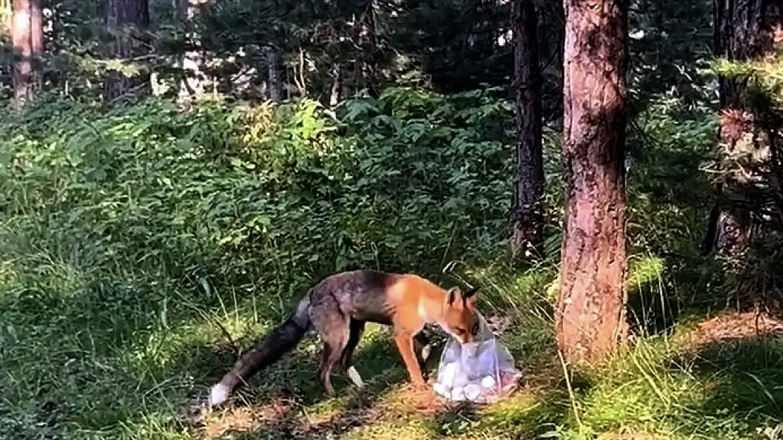 Kars'ta piknikçilerin davetsiz misafiri kızıl tilki