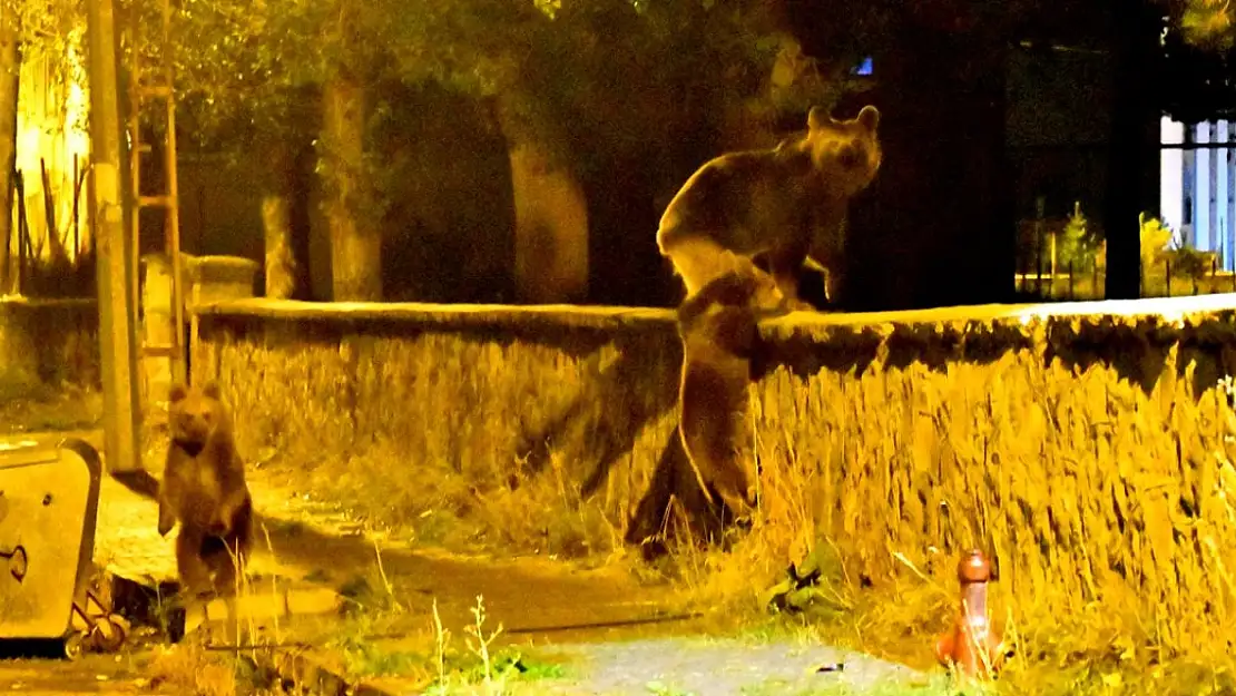 Kars'ta mahalleye inen bozayı ve ailesinin gece turu