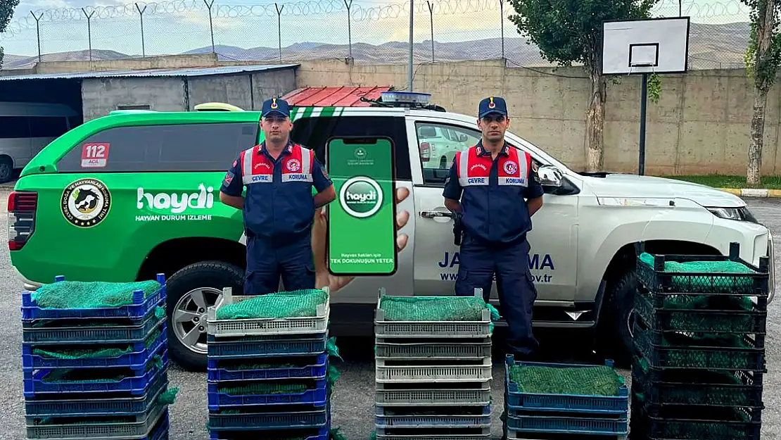 Ağrı'da 300 kilogram canlı kurbağa ele geçirildi