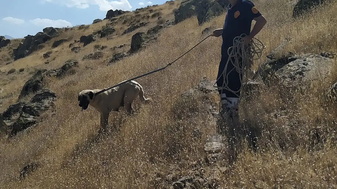 Van'da kayalıklarda mahsur kalan köpeği itfaiye ekipleri kurtardı