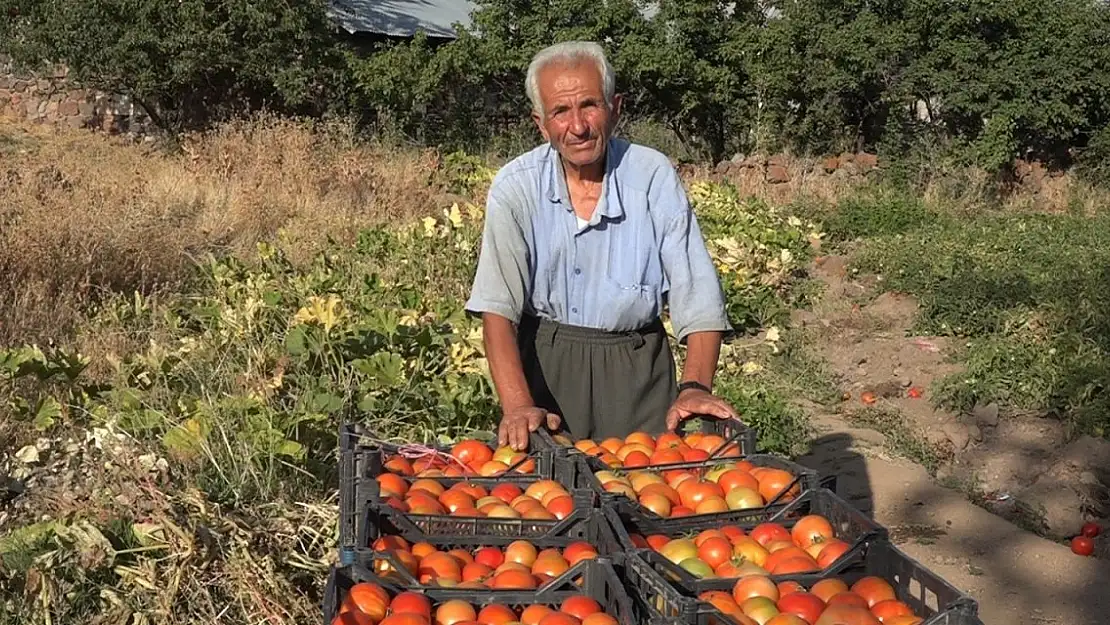 Van'da organik domates üretimi