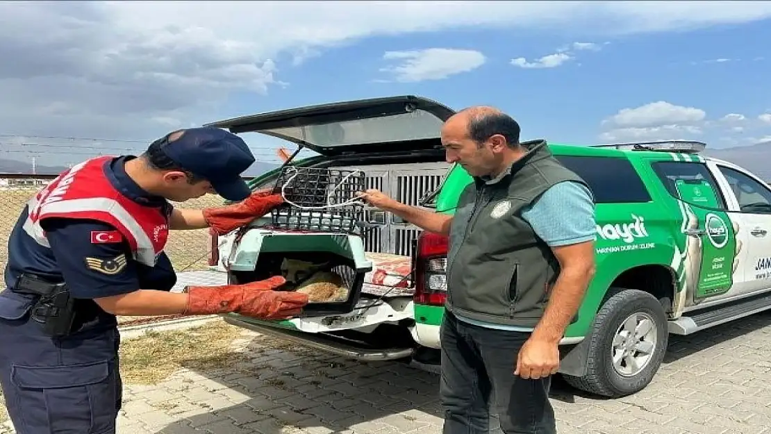 Ağrı'da bitkin düşen tilki