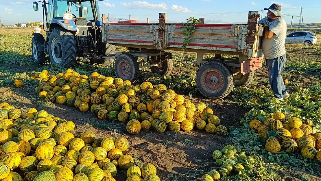 Yurt Pınar Köyünde Kavun Hasadı Başladı