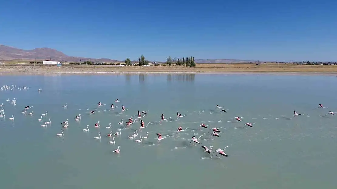 Bitlis'te Arin Gölü'nde konaklayan flamingolara büyük ilgi