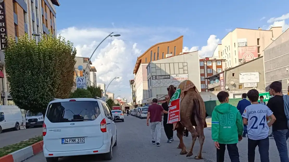 Ağrı'da Develi Tanıtım Renkli Görüntülere Sahne Oldu