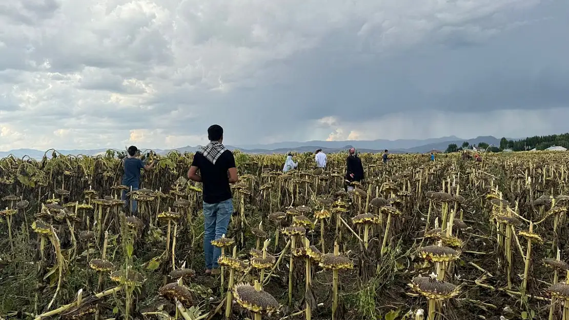 Ağrı'da Ayçiçeği Hasadı Tüm Hızıyla Devam Ediyor