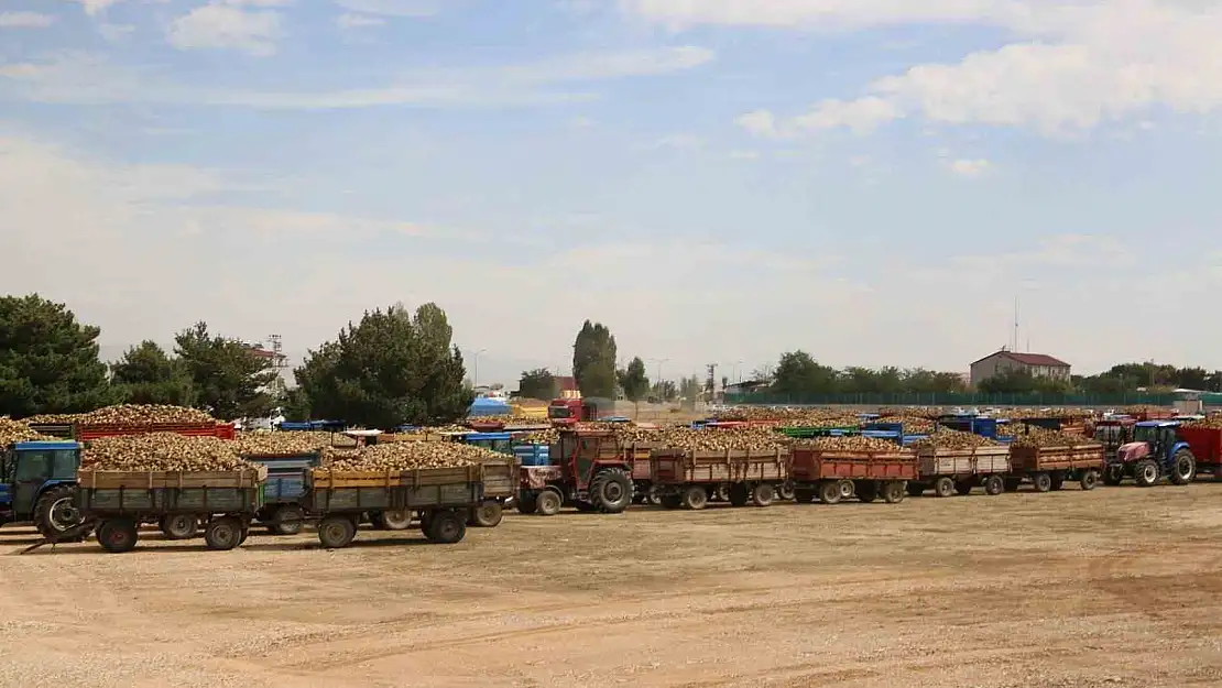 Muş'ta 85 bin dönümde ekilen şeker pancarının alımı başladı