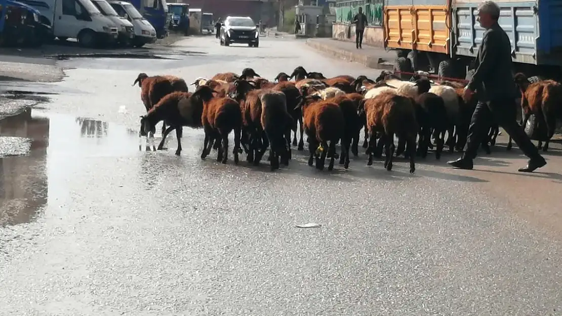 Nakliyeciler ile anlaşamayınca Koyunlarını güderek götürdü