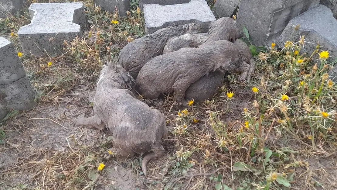 Belediye ekipleri 7 yavru köpek ve annelerini arıyor