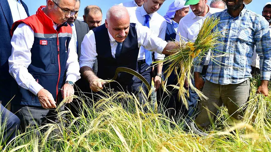 Diyarbakır Valisi Zorluoğlu, çitçilerle birlikte pirinç hasadı yaptı