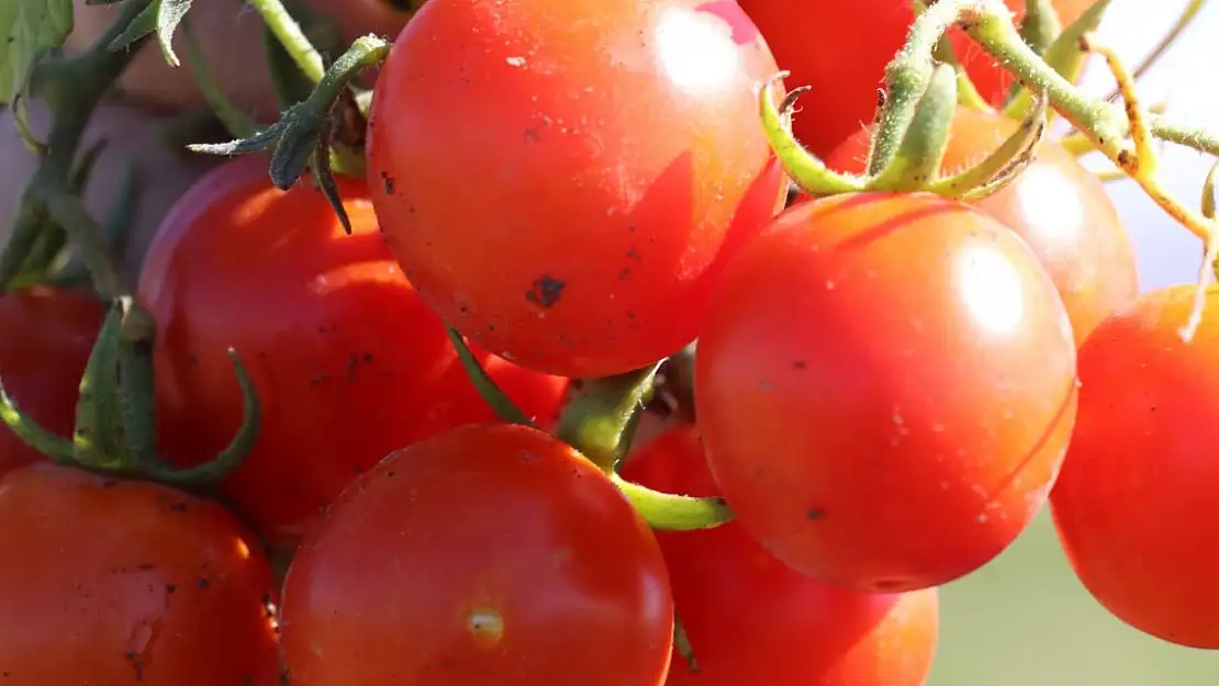 Ağrı'da Doğal Cherry Domates Hasadı