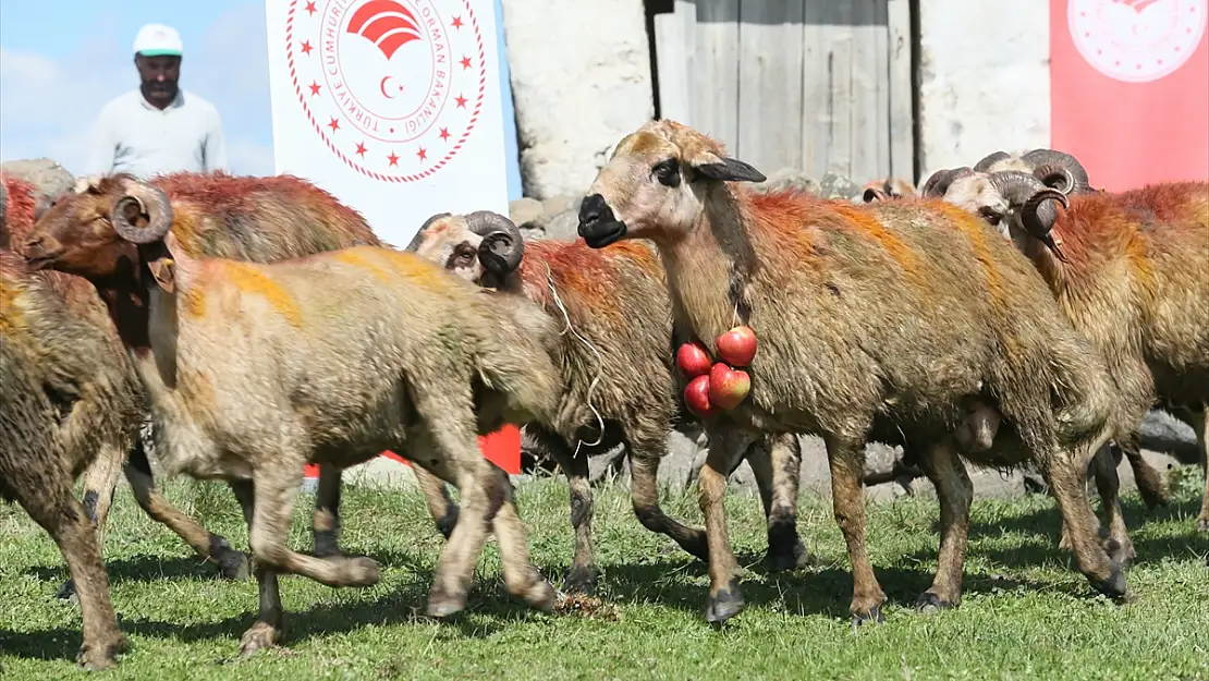 Kars'ta koç katım geleneği asırlardır yaşatılıyor