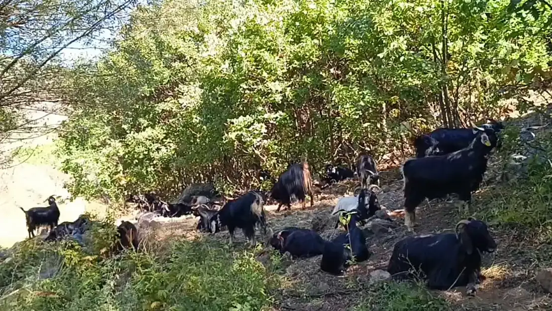 Muş'ta Kamış köyünü kurtlar sardı