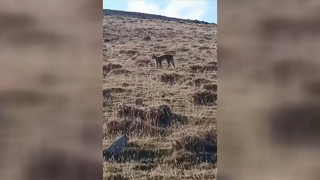 Ağrı'da Vaşak Türü Kameralara Yansıdı