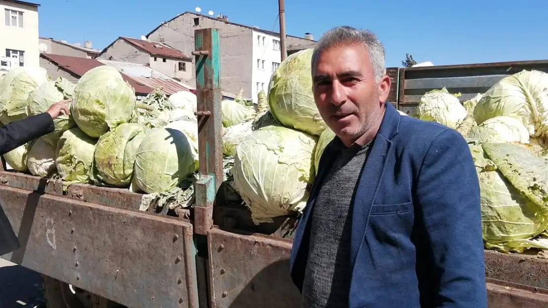 Ağrı'da Lahana Hasadı Başladı