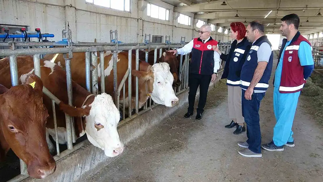 Van'a 2 bin büyükbaş ithal hayvan getirildi