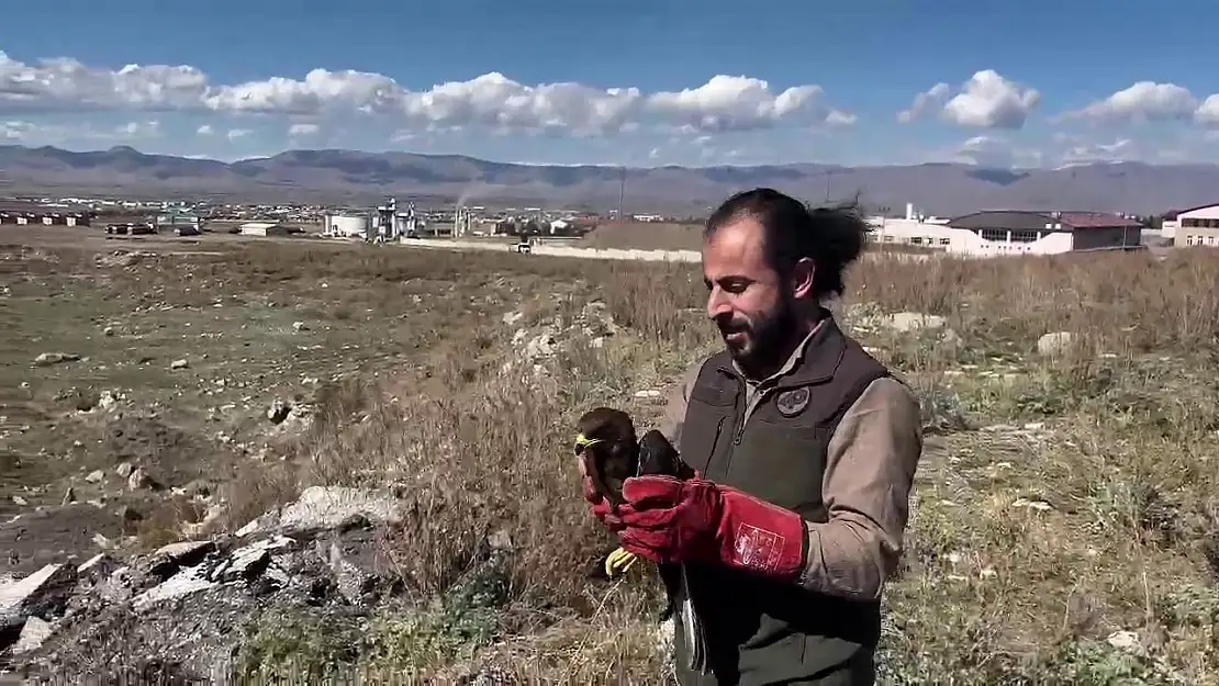 Erzurum'da bitkin düşen arı şahini özgürlüğüne kavuştu