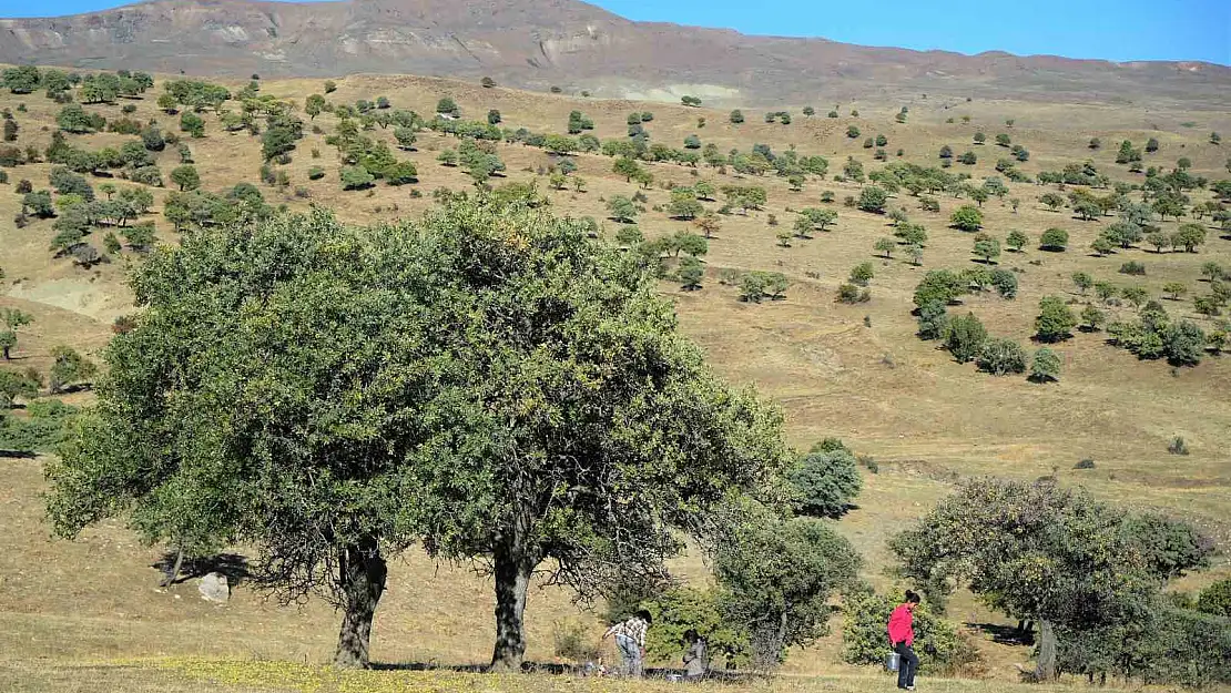 Muş'ta 110 bin Ahlat ağacında asırlardır süregelen armut hasadı