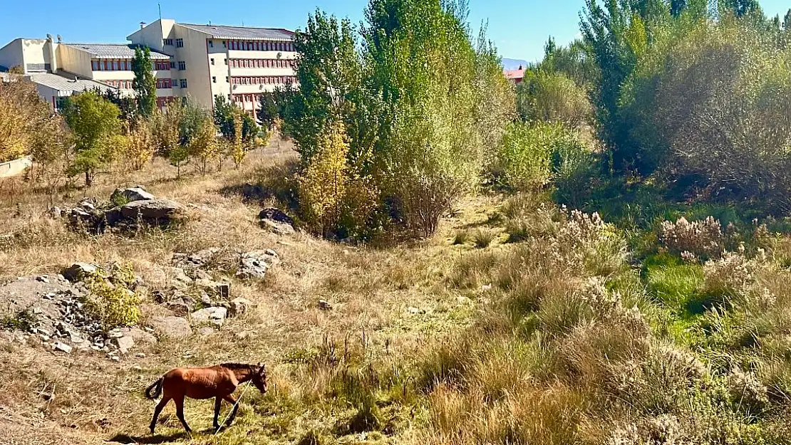 Şehrin tam ortasında gezinen at ilgi odağı oldu