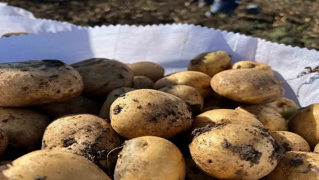 Arpaçay'da kışlık patates hasadı başladı