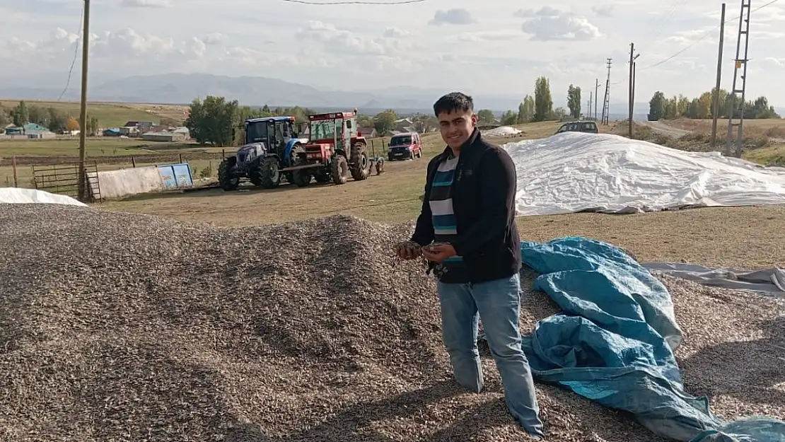 Ağrı'da ayçiçeği çekirdeği ellerinde kaldı