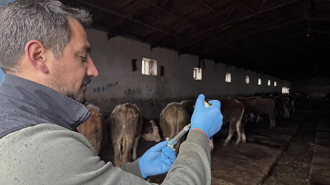 Kars'ta hayvan sağlığı güvence altına alındı