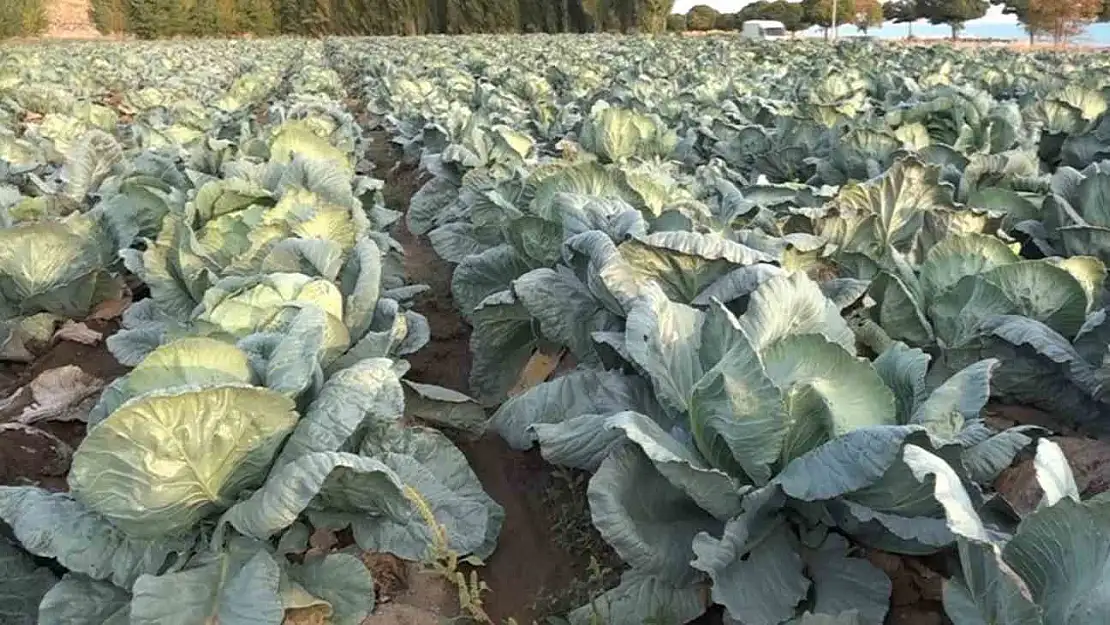 Van'da lahana hasadı başladı