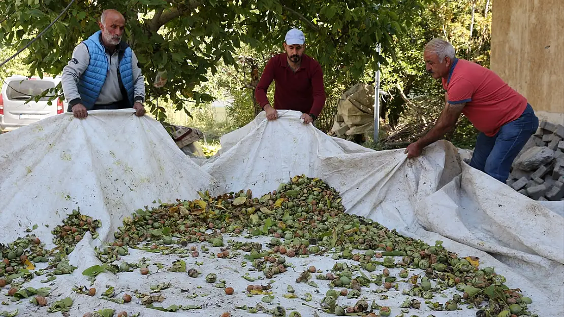 Bitlis'te ceviz üretiminin artırılması hedefleniyor