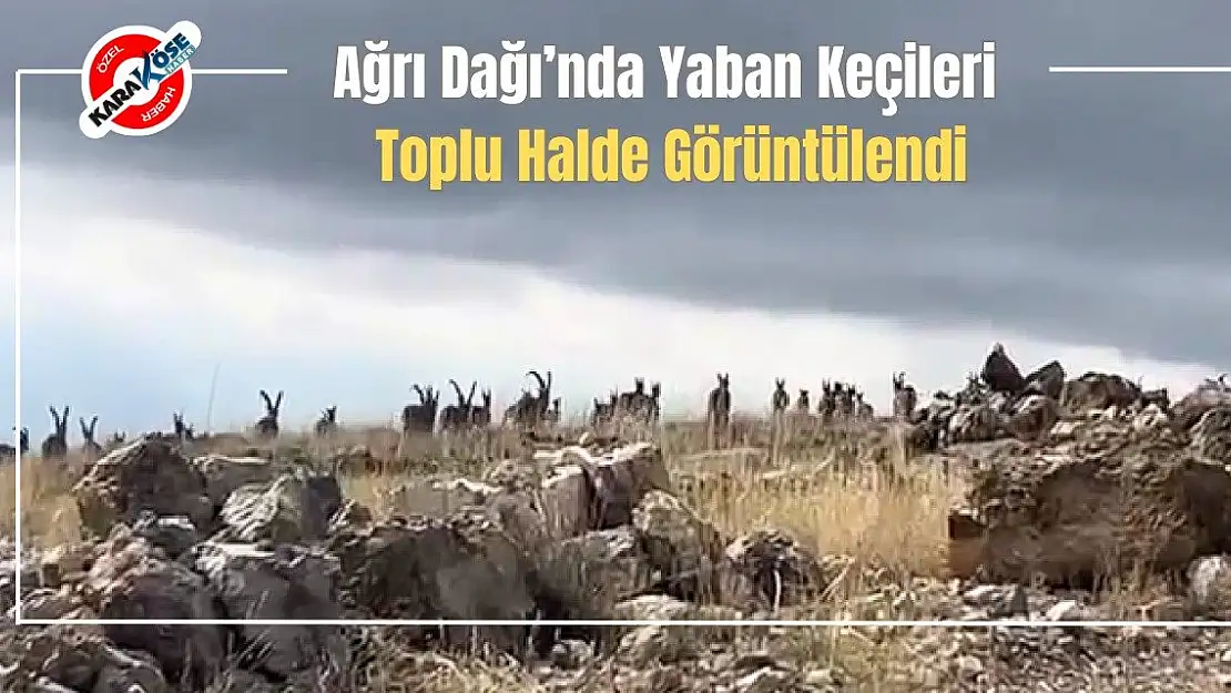 Ağrı Dağı'nda Yaban Keçileri Toplu Halde Görüntülendi