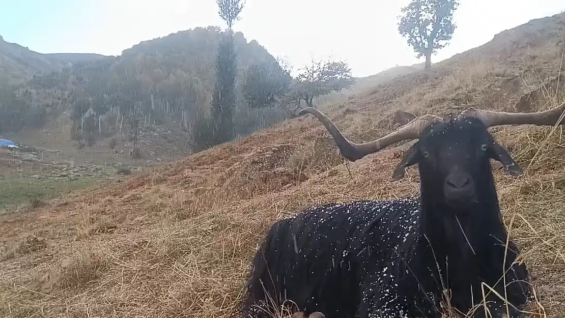 Muş'ta otlanan hayvanlar kara yakalandı