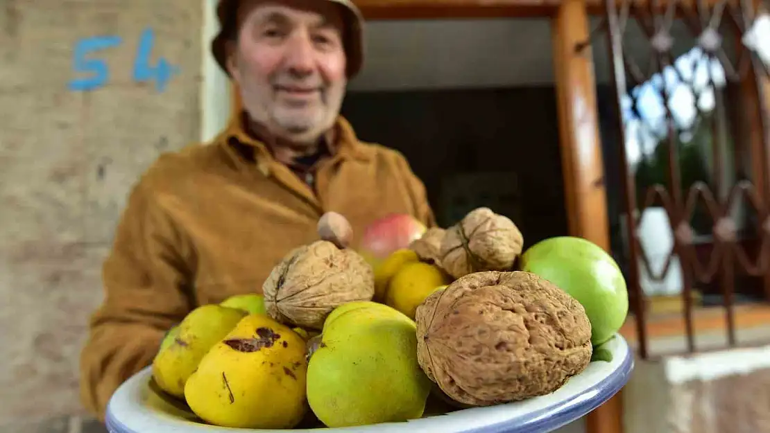 Bitlis'in elma büyüklüğündeki cevizleri hayrete düşürüyor