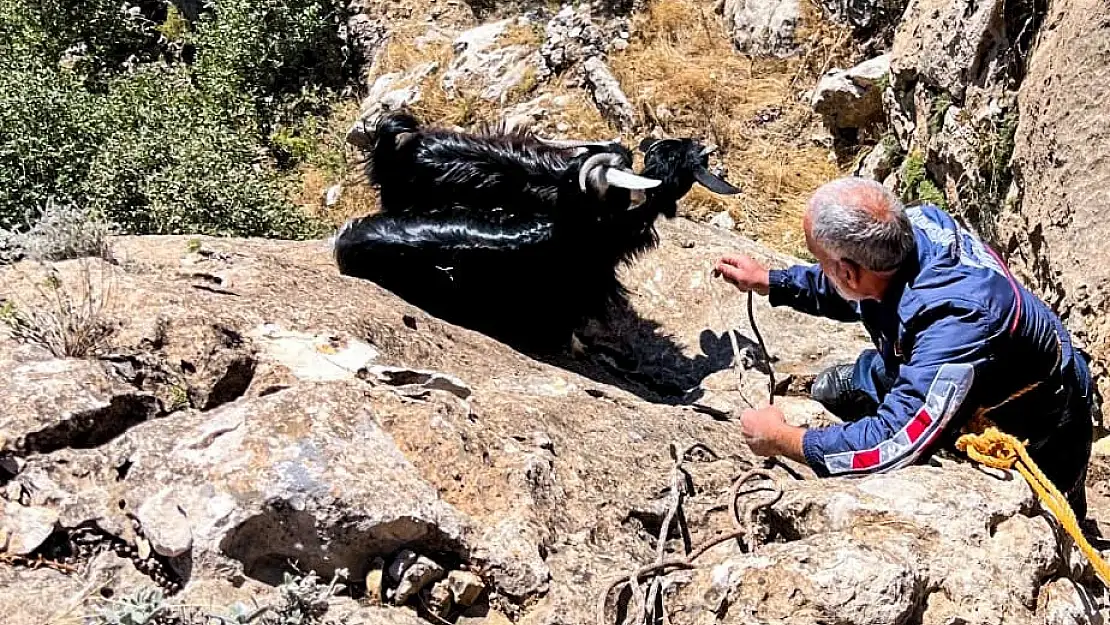 Diyarbakır'da keçiler kurttan kaçtı: Uçurumda mahsur kaldı