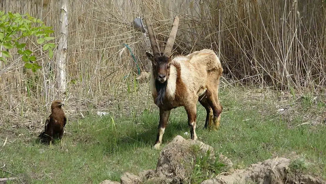 Van'da 400 yaban hayvanı tedavi edildi