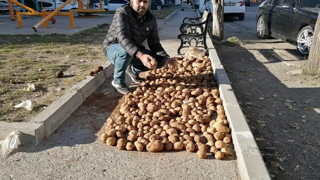 Ağrı'da Kış Hazırlıkları: Patatesler Güneşe Seriliyor