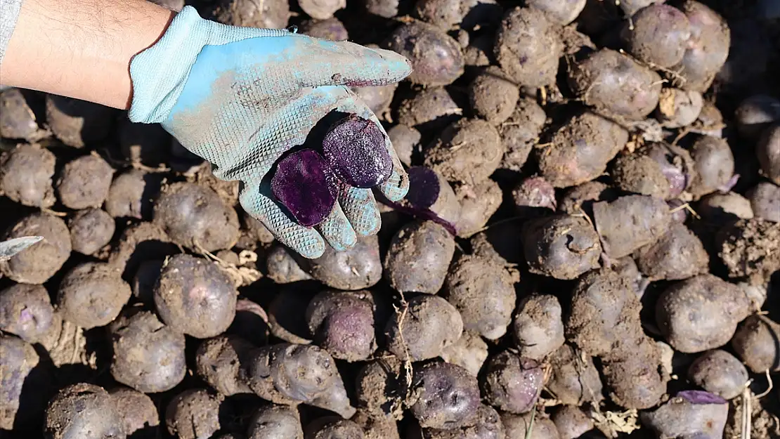 Erzurum'da mor patates toprağa uyum sağladı