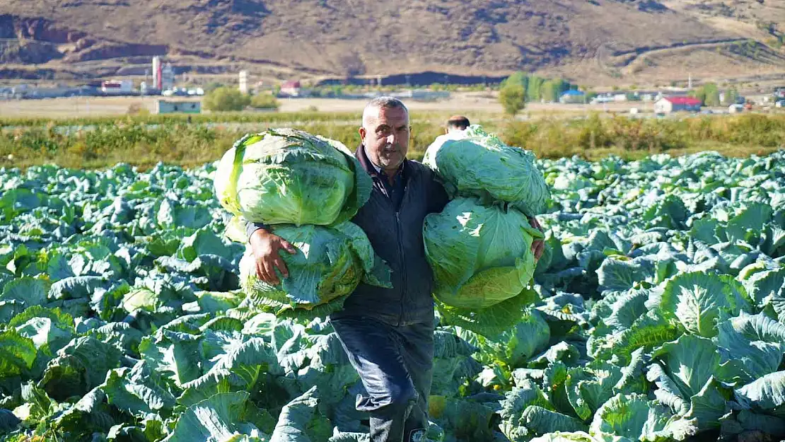 Muş'ta lahana hasadından gelir beklentisi yüksek