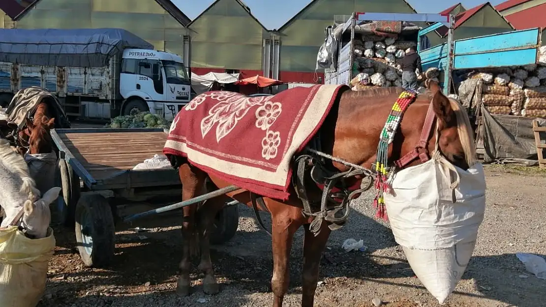 Ağrı'da Soğuk Havalara Rağmen At Arabacılarının Mücadelesi