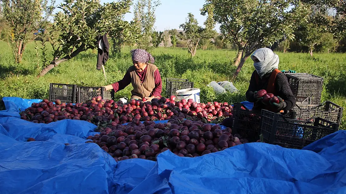 Iğdır'da dağ elması hasadı başladı