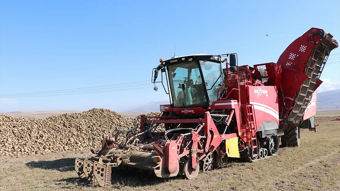 Şeker pancarı Erzurum'u sevdi: Ekim alanı 5 yılda yüzde 35 arttı