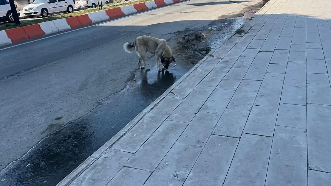 Ağrı'da Sokak Hayvanları Su Sorunu ile Karşı Karşıya