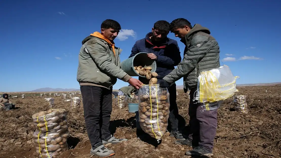 Bitlis'in Ahlat İlçesinde Patates Hasadı Sevinci