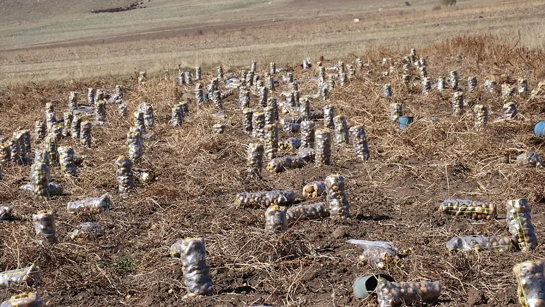 Erzurum'da patates üreticileri, emeklerinin karşılığı için lisanslı depo kurulmasını istiyor