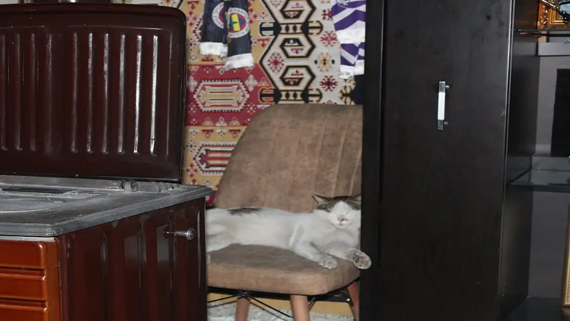 Ağrı'da Bir İşletmenin Maskotu Haline Gelen Kedi: 'Genco'