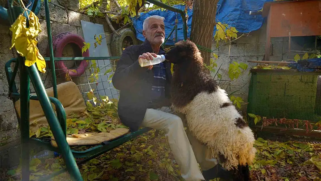 Muş'ta Maşallah amcanın kuzu ile dostluğu yürekleri ısttı