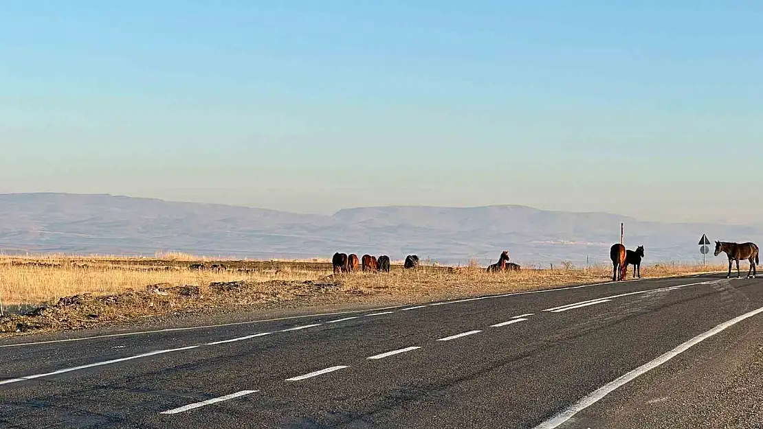 Kars'ta başıboş atlar trafiği tehlikeye atıyor