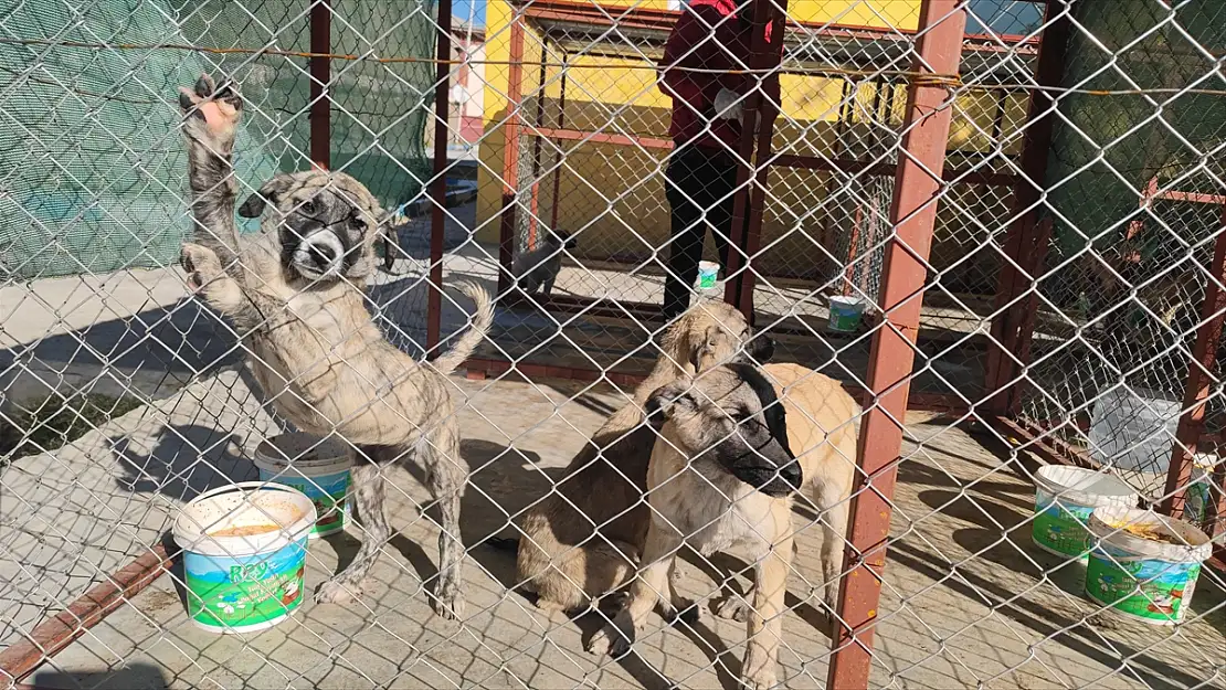 Bitlis'te sahipsiz köpekler yuvalarına kavuştu